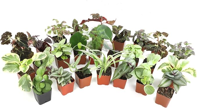 Altman Plants Live Houseplants (12PK), Indoor Plants for Delivery Prime, Live Plants and Gardening Gifts for Plant Lovers, Planters for Indoor Plants with Potting Soil, Live House Plants Indoors Live