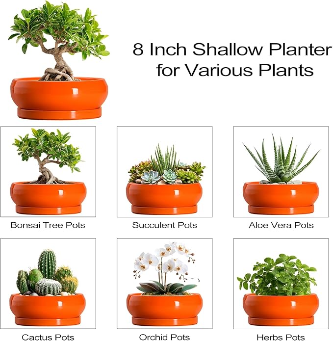 EPFamily Bonsai Pots 8 Inch - Ceramic Succulent Planter with Drainage Hole and Saucer, Shallow Plant Pot Indoor Outdoor, Round Bowl Planter, Bonsai Tree Pots, Table Decor, Plant Lover Gift, Orange