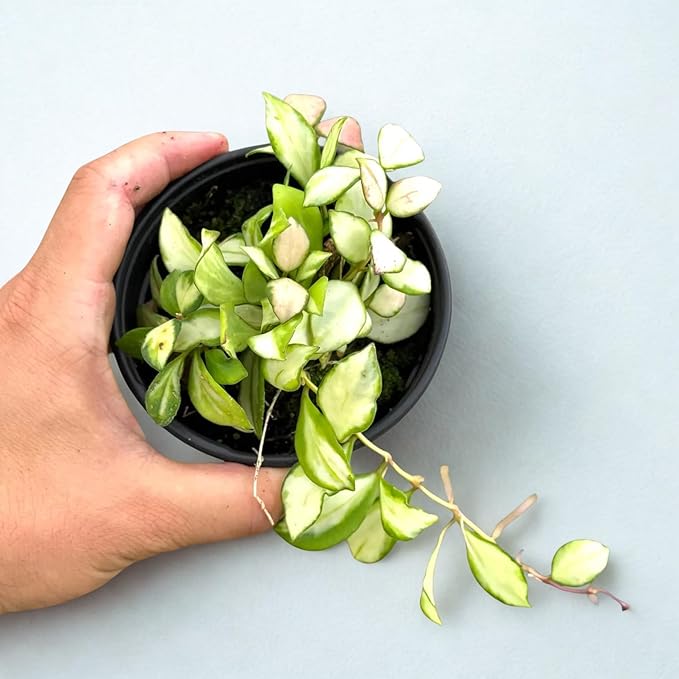 Hoya Heuschkeliana Variegata Live Plant – Hoya Variegated Fully Rooted Starter Plant – Rare Indoor Tropical Vines – Easy Care Houseplant for Beginners – Unique Gift for Collectors (Heat Pack Included)