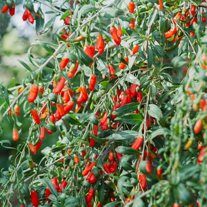 10 Red Goji Berry Live Cuttings, Berry Fruits for Planting Ornaments Perennial Garden Simple to Grow Pots