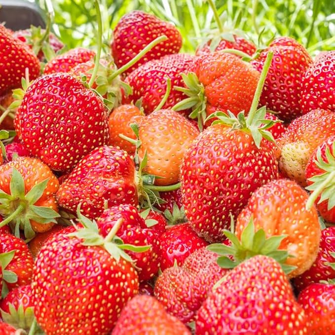 Mixed Berry Seeds for Planting- 700 Strawberries, 200 Raspberries, 80 Grapes, 80 Blueberries - Non-GMO Heirloom Varieties, Perfect for Home Gardening