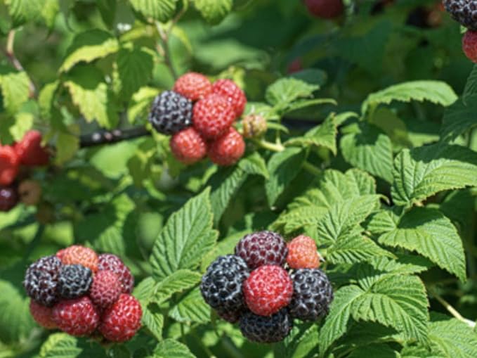 'Tahi' Black Raspberry Plant - Thornless Black Raspberry Plants - Live Plants (1)