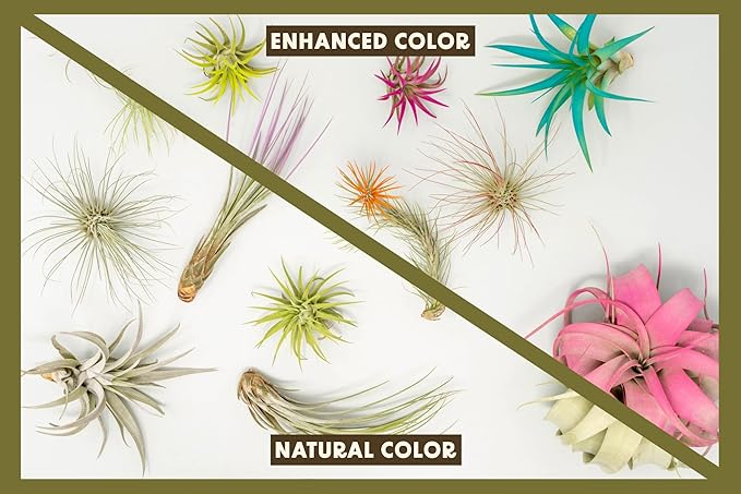 Purple Colorful Tillandsia Air Plants - Long Lasting Color Enhanced Live Tillandsia Succulent House Plants - Home and Garden Decor - Easy Care Indoor and Outdoor (Mini Xerographica, Pack of 3)