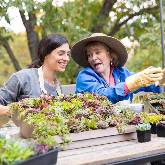 Mountain Crest Gardens Sempervivum Bulk Pack - 25 Live Cold Hardy Plants, 5 of Each Variety, Rooted in 2 Inch Pots - Real Succulents for Outdoor Projects, Landscaping & Resale