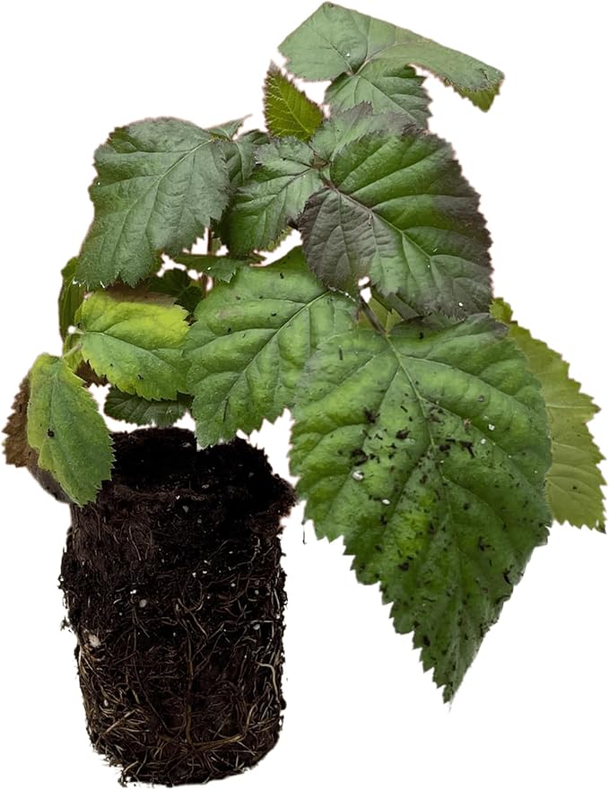 Chester Thornless BlackBerry Plant - 1 Large and Well-Rooted Plug - Hardy BlackBerry Variety from Hand Picked Nursery