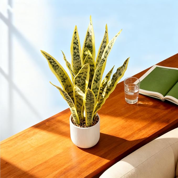Artificial Realistic Snake Plant 21.5" with White Pot Fake Snake Plants Sansevieria Greenery Faux Snake Plant for Home Office Living Room Housewarming Gifts Indoor Decor-LightYellow