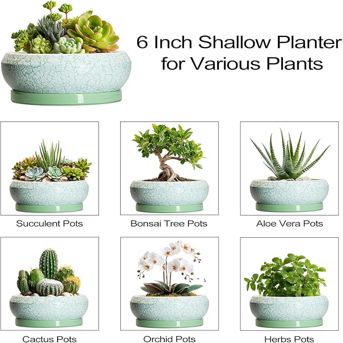 EPFamily Succulent Pot 6 Inch - Ceramic Bonsai Pots Indoor Outdoor, Shallow Plant Pots with Drainage Hole and Saucer, Small Bonsai Planter, Round Bowl Planter, Desk Decor, Housewarming Gifts, Green