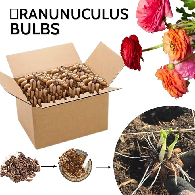 Mixed Ranunculus Flowers Bulbs for Spring Planting, Perennial Flower Bulbs, Early Spring Flower to Plant Outside, Colorful Blooms Groundcover Bulbs, Top Size