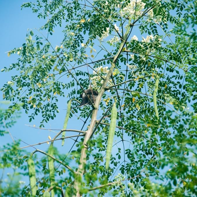 Moringa Plant Live, Moringa Oleifera Live Plant 4” Potted, Fast-Growing Tree for Indoor Outdoor Gardens