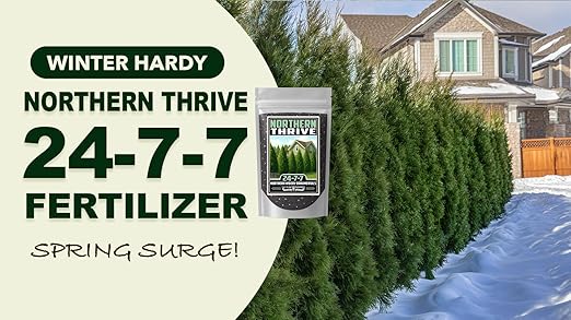 Fertilizer Commercial Grade | Northern Thrive 24-7-7 | 1 Pound | Granular Controlled Release Feed | High Nitrogen Formula for Woody Ornamentals | Shrubs Trees Foliage Growth Beds Borders Landscapes