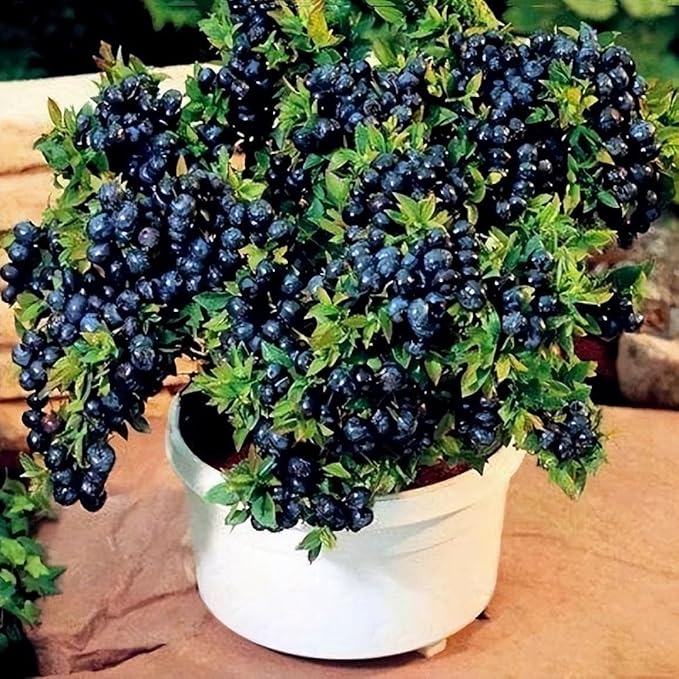 500pcs Heirloom Blueberry Seeds – Delicious, Nutrient-Dense Berries Friut| Perennial, Ideal for Pots or Raised Beds