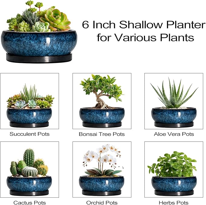 EPFamily Succulent Pots - 6 Inch Ceramic Bonsai Pots with Drainage Hole and Saucer, Shallow Planter for Indoor Outdoor, Round Succulent Planter, Cactus Pot, Office Decor, Gifts for Plant Lovers, Blue