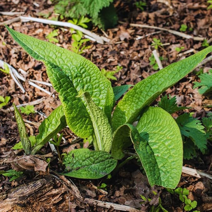 15 Comfrey Roots Plants Live, Comfrey Rhizomes Root for Planting, Herb Plant Garden, High Yields