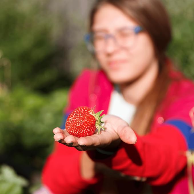 Seascape Strawberry Plants - Great for Planters - Day Neutral (Heavy Producer) - Bare Root Strawberry Plants from Hand Picked Nursery (50)