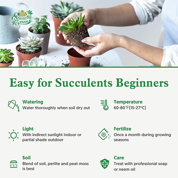 Sprout N Green Crassula 'Moonglow', Live Succulent Plant Fully Rooted in 2" Pots with Soil Mix, Real Houseplant for Indoor Outdoor Home Office Wedding Decoration Party Favor