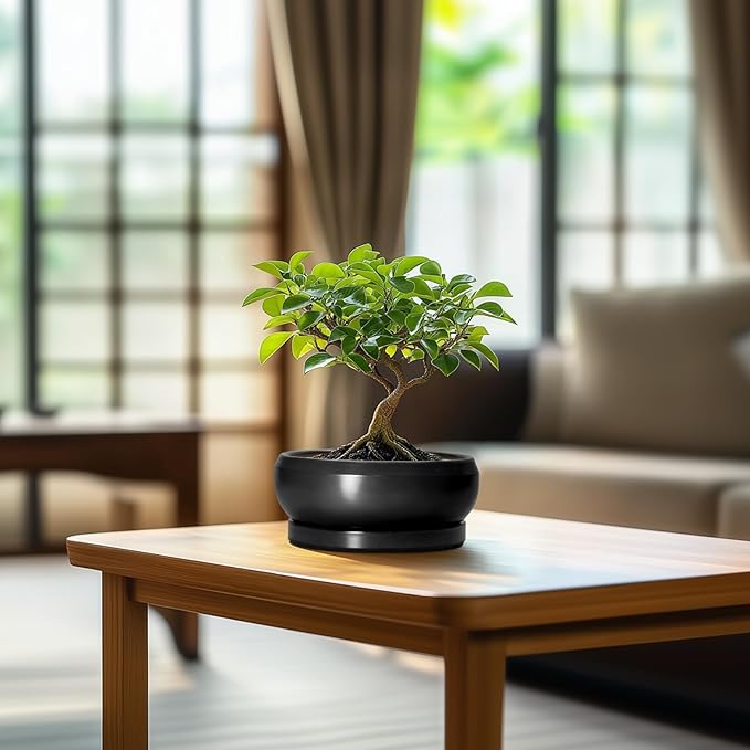 EPFamily Bonsai Tree Pots Small - 6 Inch Ceramic Succulent Pots for Indoor Plants Outdoor, Round Planter with Drainage Hole and Saucer, Shallow Planter Bowl, Bathroom Decor, House Warming Gift, Black