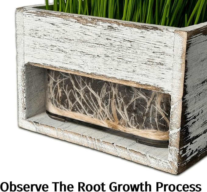 wooden cat grass planter (seedless), the organic cat grass set in the pet room is easy to operate, equipped with detachable planting basin and watering can.