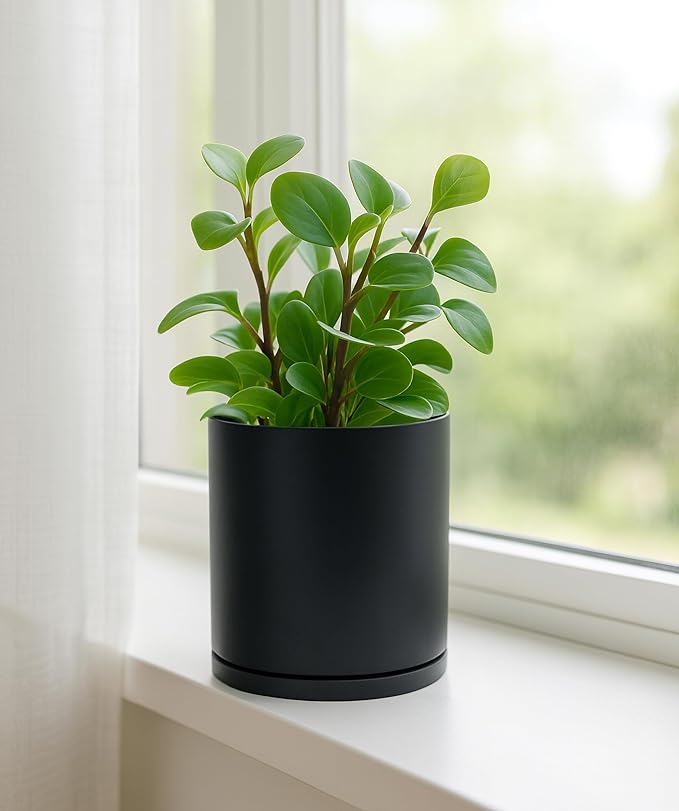 D'vine Dev Double-Layer Planter Set – Rotating Plastic Cachepot with Clear Inner Liner for Root Health, Perfect for Indoor Plants, 6.5", Black, 73-U-B-2