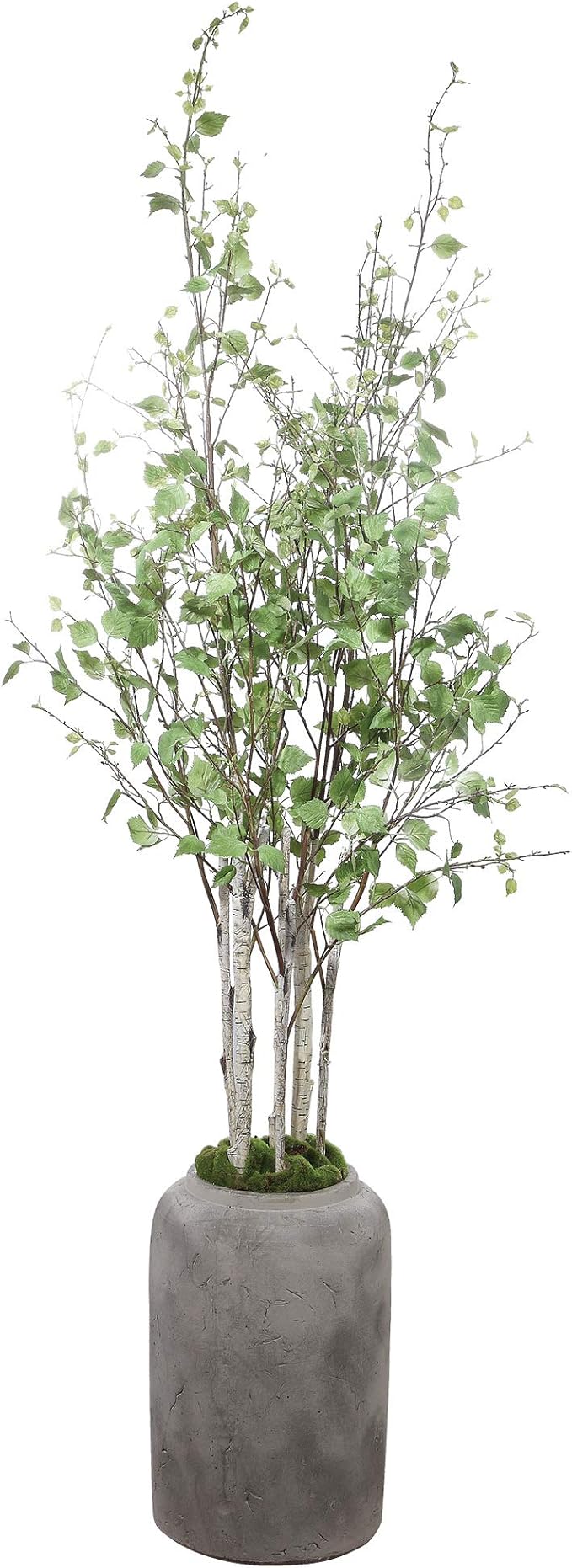 MY SWANKY HOME River Birch Tree Branches Potted Concrete Planter Minimalist Floor Indoor Gray 77.5" H