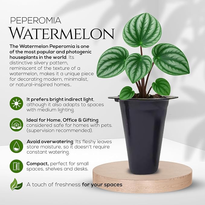 Peperomia Plant Collection (4 Pack)β Set of Rare Varieties | Watermelon, Frost, Eden Rosso & Piccolo Banda | Easy Indoor Houseplants, Live Plants for Home Decor (Peperomia Collection)