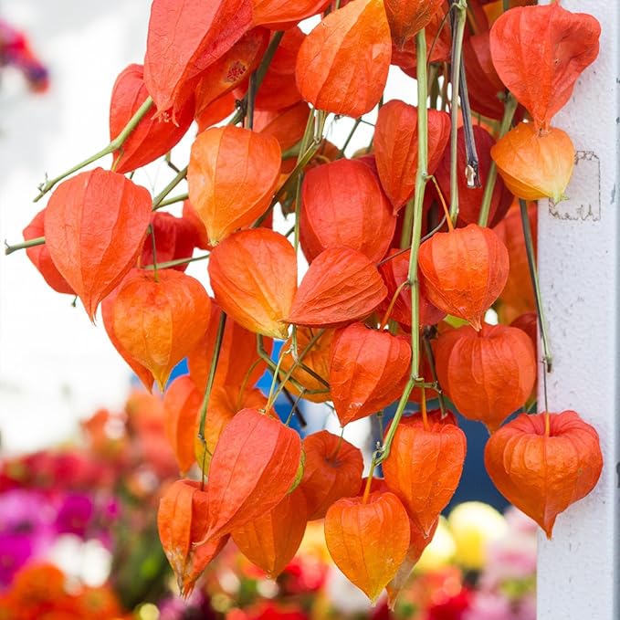 Seed Needs Chinese Lantern Seeds for Planting (Physalis Alkekengi) Heirloom & Open Pollinated Orange Ornamental Husk Cherries - Annuals to Plant an Outdoor Garden (5 Packs)