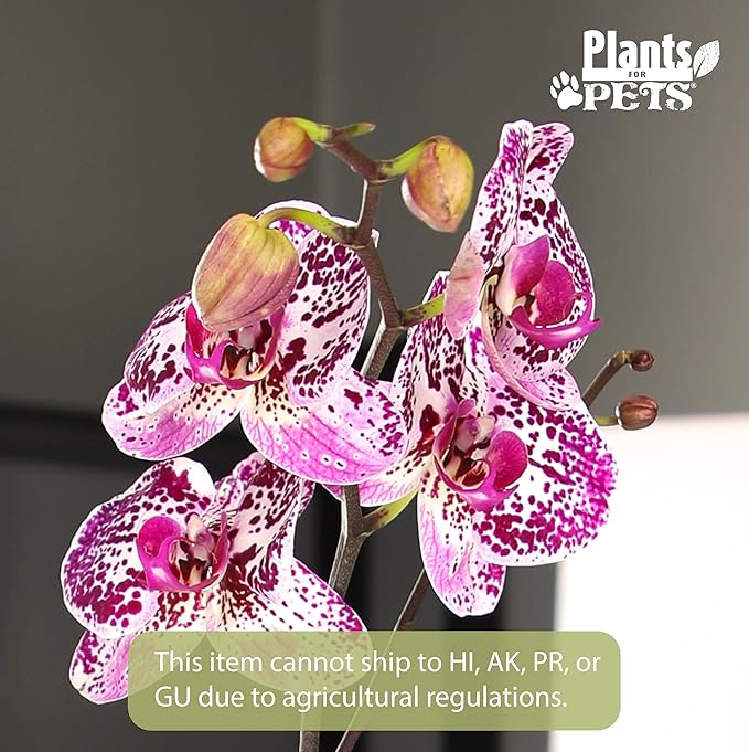 Large Novelty Live Orchids Blooming in 5" Blue & White Orchid Pot, Pet Friendly Live Plant Gifts for Plant Lovers, Approx. 22"+ Tall, Real Houseplants, Phalaenopsis Moth Flowers by Plants for Pets
