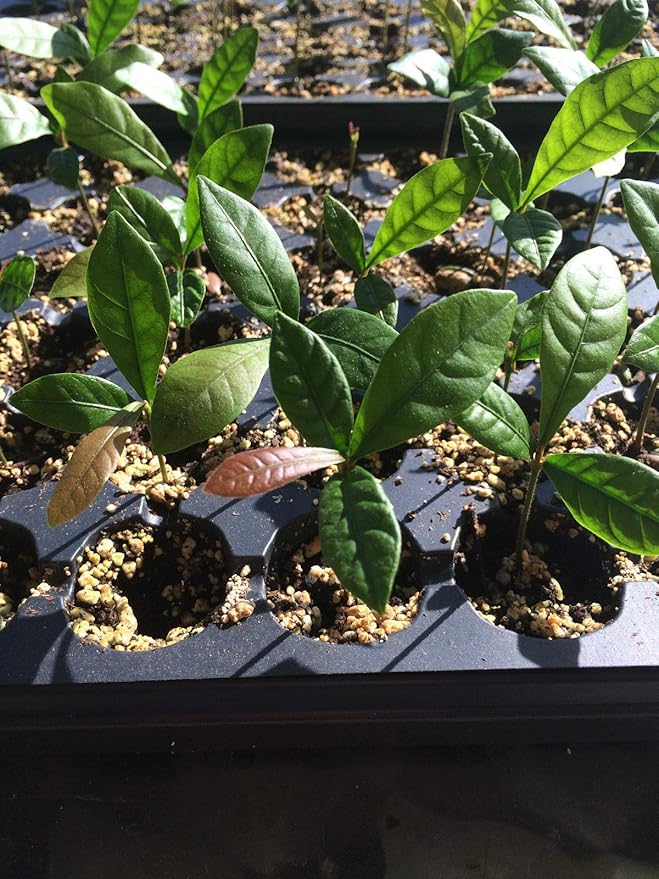 Miracle Fruit/Berry Plant Synsepalum dulcificum