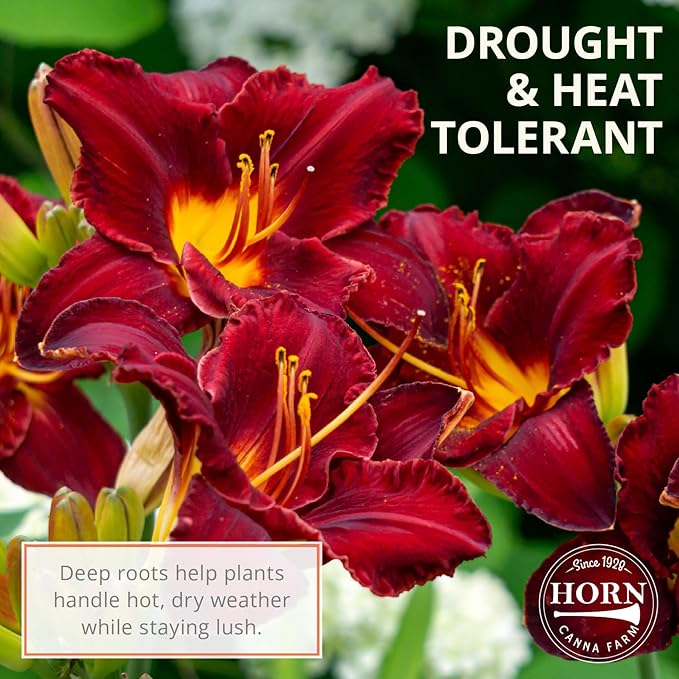 Prairie Blue Eyes Daylily Flower Bulbs – Lavender-Purple Blooms with Blue Eye – Hardy, Drought-Tolerant Perennial for Pollinator Gardens (Zones 3–9) Fall Planting Spring Blooming