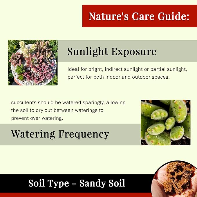 Live Succulents Plants Mystery Pack - Variety of Well Rooted Plants in 2 Inch Pots - Real, Small, Assorted Houseplants for Indoor, DIY, Home Decor, Wedding, or Birthday Gifts (16 Pack)