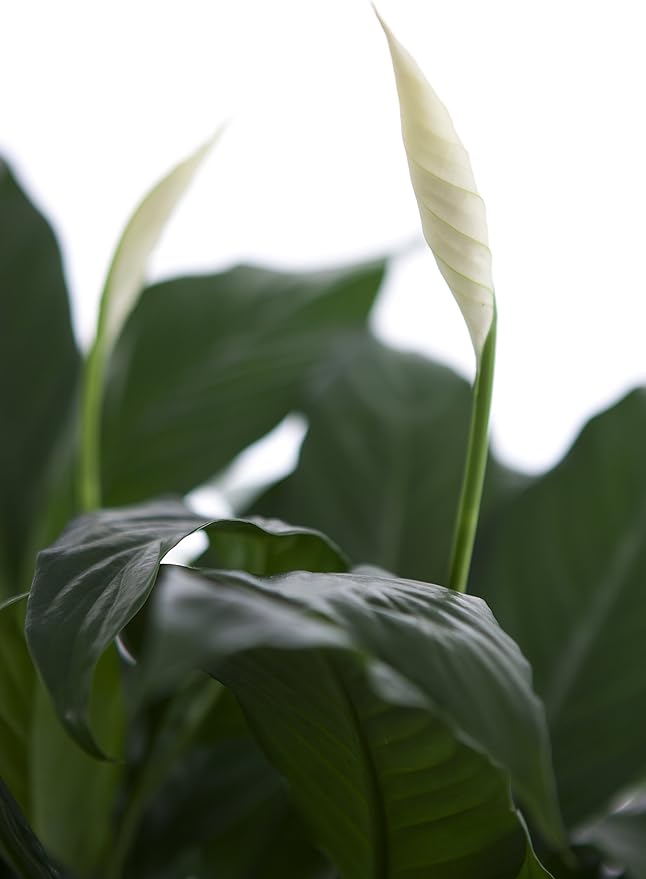 KaBloom - Large Purifying Peace Lily in 6" Pot - Fresh Flowers for Birthday, Valentine's & Mother's Day