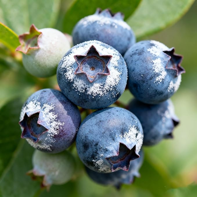 1000+ Fruit Seeds for Planting, Grape(80), Blueberry(80), Raspberry(200), Strawberry Seeds(700), Fresh Fruit Seed for Home Garden Outdoor