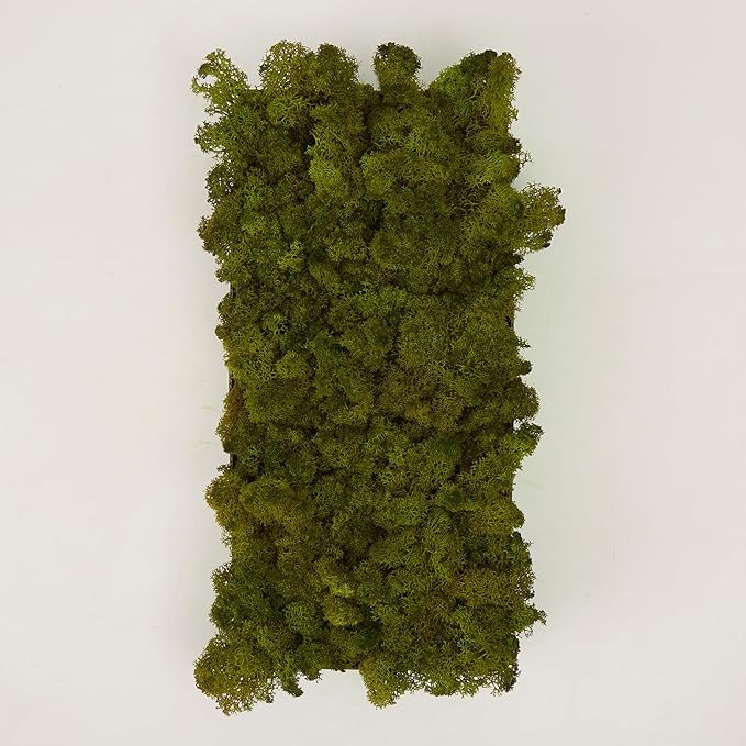 prefleur Preserved Reindeer Moss Natural Green DIY Kit Gardenning Art Wall Decor Florist Decor Easter Table Decor Wedding