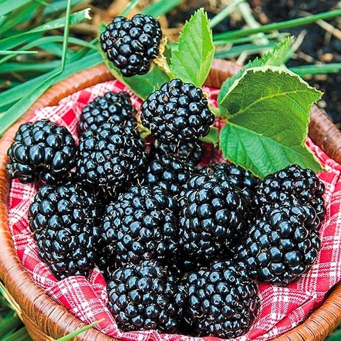 200+ BlackBerry Seeds for Planting Non-GMO Organic BlackBerry Seeds for Garden Outdoor - Sweet,Healthy Fruit