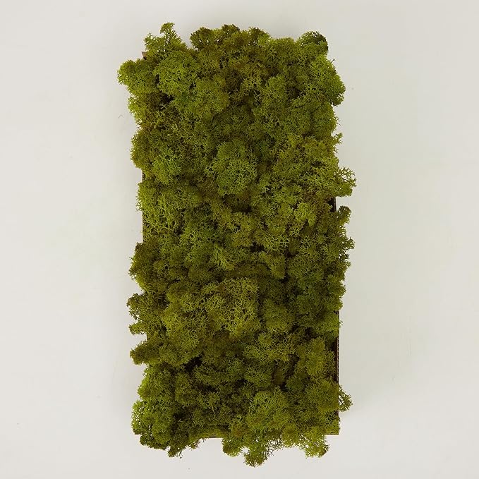 prefleur Preserved Reindeer Moss Natural Green DIY Kit Gardenning Art Wall Decor Florist Decor Easter Table Decor Wedding