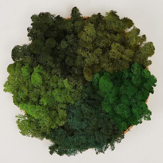 prefleur Preserved Reindeer Moss Natural Green DIY Kit Gardenning Art Wall Decor Florist Decor Easter Table Decor Wedding