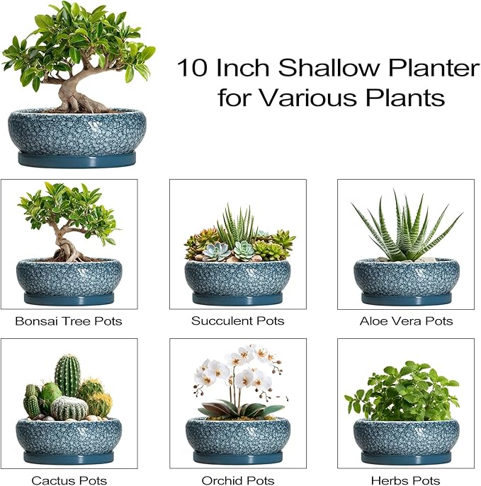 EPFamily Bonsai Pots 10 Inch - Ceramic Succulent Planters with Drainage Hole and Saucer, Succulent Pots for Indoor Outdoor, Shallow Flower Pot, Round Planter, Patio Decor, Housewarming Gifts, Blue