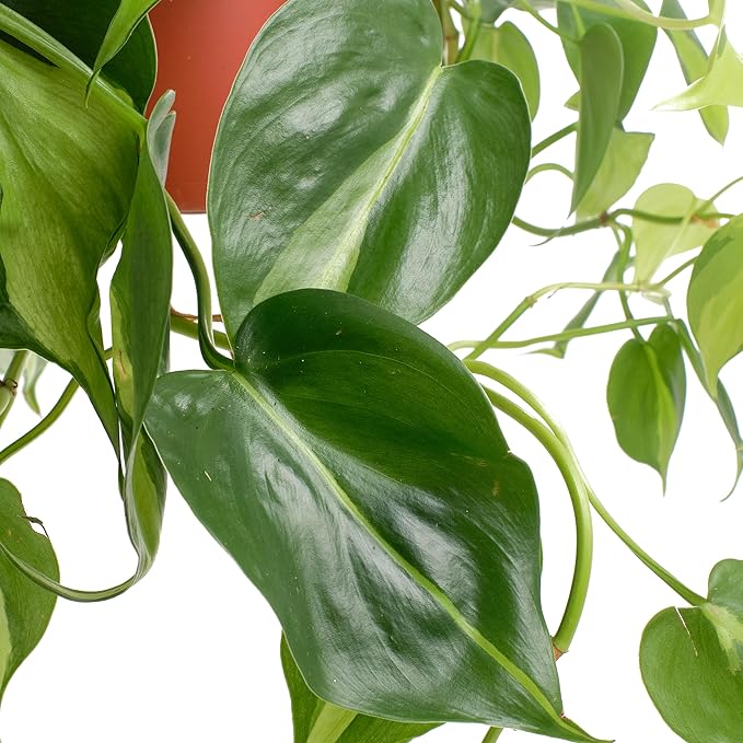 Shop Succulents Brasil Philodenron Heartleaf Hanging Plant, Live Indoor Plant, Easy Care Hanging Ivy Houseplant in Nursery Pot, Air Purifying Plant in Soil, Housewarming, Home Décor, Trails 2-4 Feet