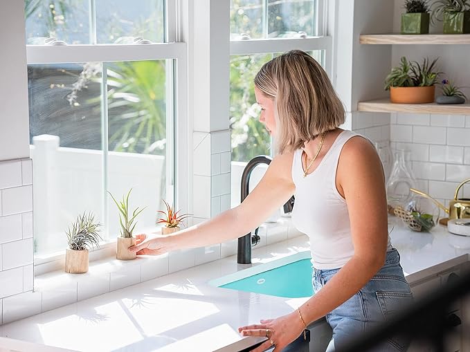 DIY Terrarium Kit with Air Plants - Air Plant Tillandsia Holder - Live Tillandsia Succulent House Plant - Wholesale and Bulk - Home and Garden Decor - Easy Care Indoor and Outdoor Plant (Pentagon)