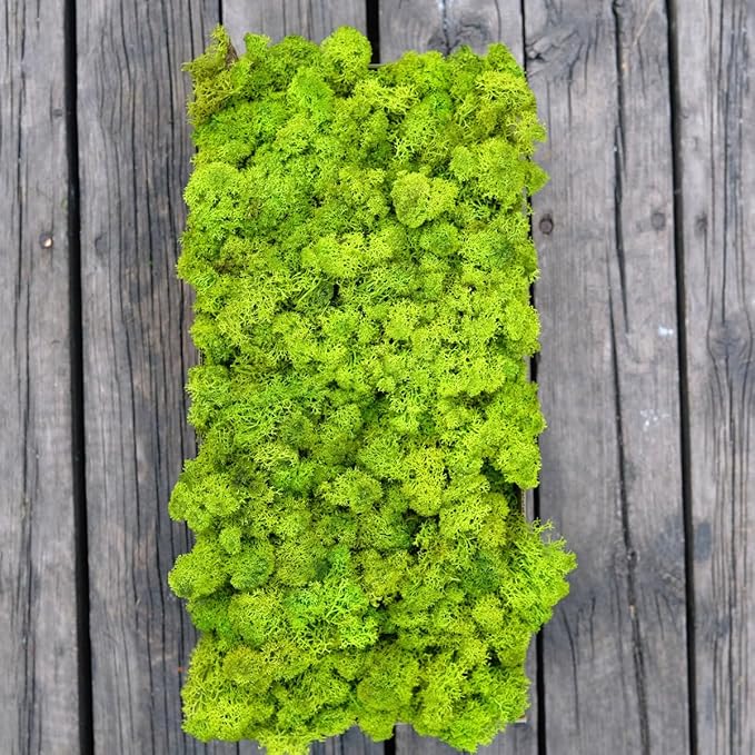 prefleur Preserved Reindeer Moss Natural Green DIY Kit Gardenning Art Wall Decor Florist Decor Easter Table Decor Wedding