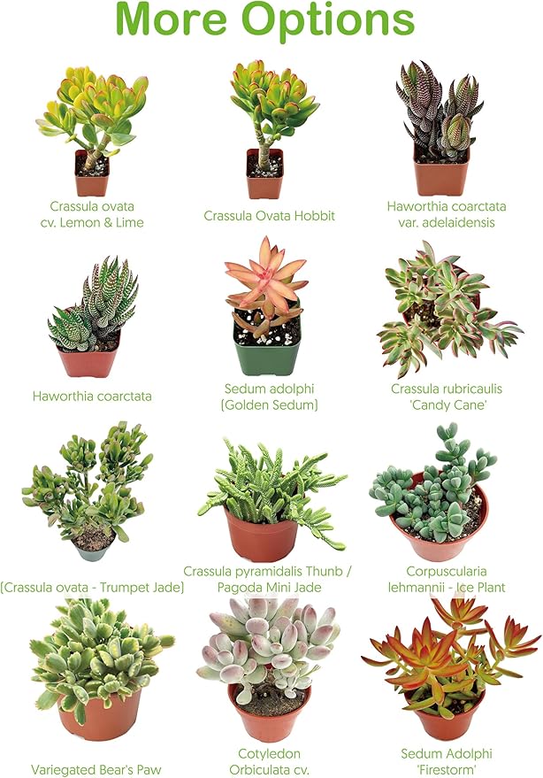 Live Succulents Crassula Baby's Necklace (4-inch), Succulent Plants Fully Rooted in Pots with Soil, Easy-Care House Plant for DIY, Home Office Decor, Wedding Party Favor