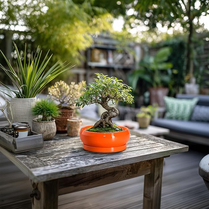 EPFamily Succulent Planters 6 Inch - Small Bonsai Pots Ceramic, Succulent Pots with Drainage Hole and Saucer, Shallow Planters Indoor Outdoor, Round Cactus Pot, Office Decor, Gardening Gift, Orange