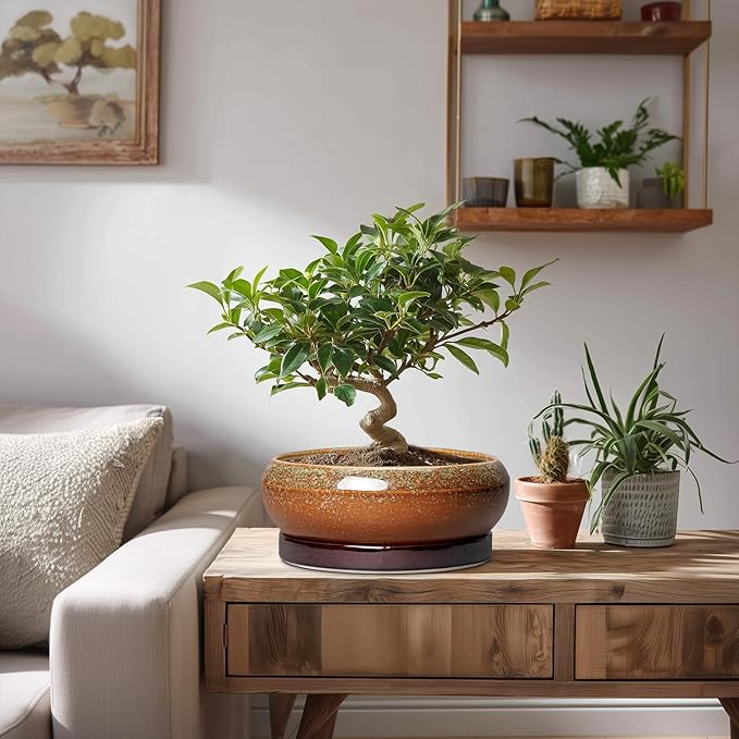 EPFamily Bonsai Tree Pots - 8 Inch Ceramic Succulent Planter Indoor Outdoor, Bonsai Pots with Drainage Hole and Saucer, Shallow Plant Pots, Round Planters, Kitchen Decor, Gifts for Women, Retro Brown