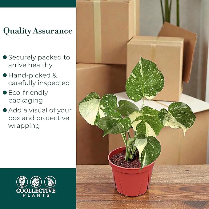 CoollectivePlants Monstera Thai Constellation - Live 6″ Variegated Houseplant in Growers Pot, Easy Care Indoor Plant, Thai Constellation Monstera Live Plant for Home or Office Décor