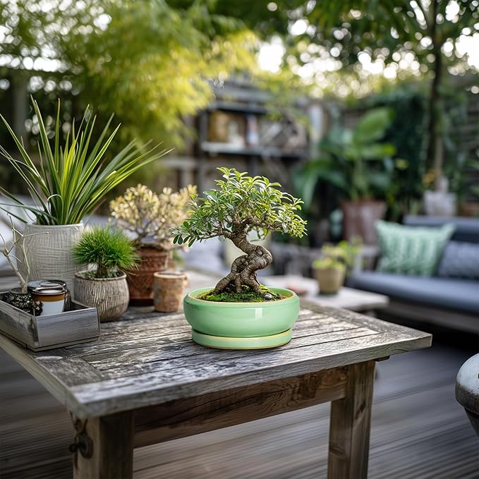 Succulent Pots 6 Inch - Ceramic Bonsai Pots for Indoor Outdoor, Shallow Ceramic Planters with Drainage Hole and Saucer, Round Small Bonsai Tree Pot, Home Decor, Plant Lover Gift, Light Green