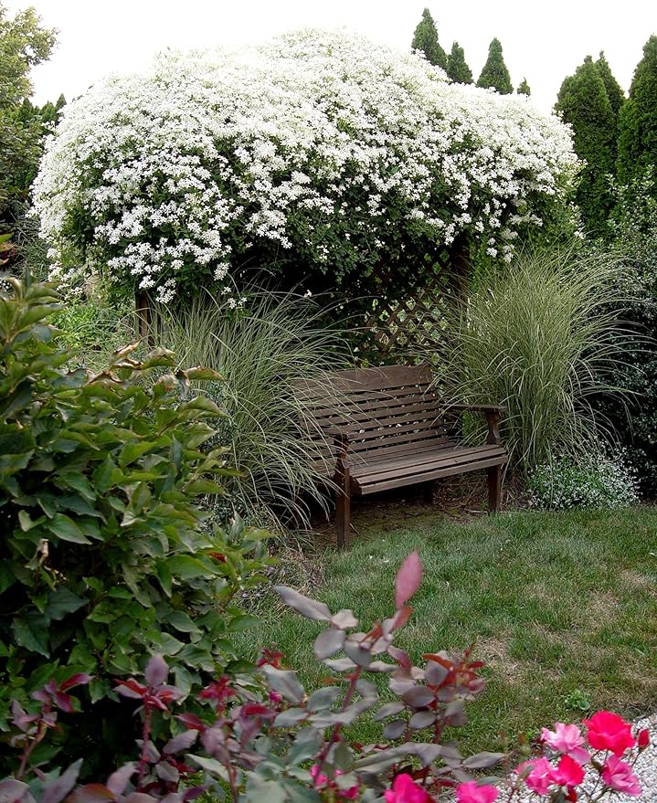 Clematis Sweet Autumn - 5 Live Plants in 4 Inch Growers Pots - Clematis 'Sweet Autumn' - Starter Plants Ready for The Garden - Beautiful White Flowering Vine