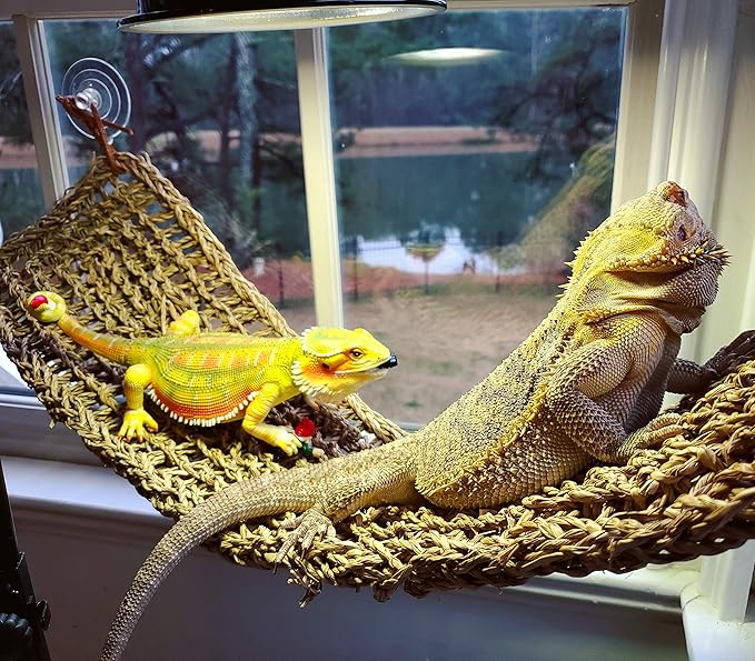 Mischievous Bearded Dragon Gnome - Funny Realistic Unique Garden Gnomes Massacre - Great Gardening Reptile Lizard Beardie Statue Figurine Decoration - Knome Lawn Ornament Figure Sculpture - 11"