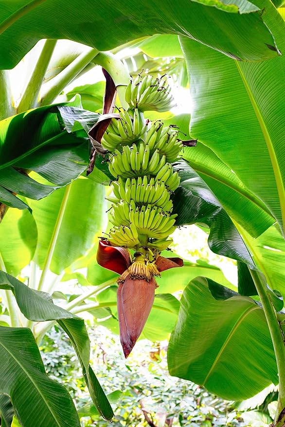 Banana Basjoo (Musa basjoo) Plants (4 Pack) – Live Plants for Planting, Cold Hardy Banana for Lush Tropical Look, Fast Growing Garden or Patio Foliage, Thrives in Zones 5–11