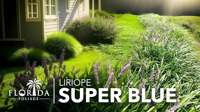 Super Blue Liriope Muscari - 40 Live Plants - Evergreen Ground Cover Grass