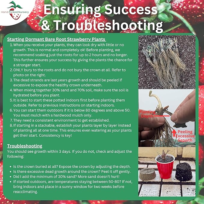 Dickens June Bearing Bare Root Strawberry Plants - Great for Beginners! Vigorous Grower and Easy to Pick - from Hand Picked Nursery (25)