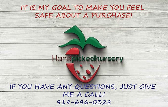 10 Honeoye Strawberry Fruit Plants - INCREDIBLY SWEET BERRY! - (Pack of 10 Bare Root Plants) Zone 3-8. Organic grown in USA.